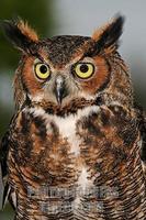 ...Vertical closeup image of a Great Horned Owl ( Bbo virginianus ) taken in Largo Central Park Nat