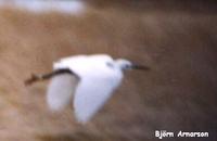 Little Egret Egretta garzetta