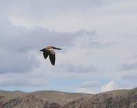 Ruddy shelduck Tadorna ferruginea