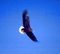 White-tailed Eagle (adult in flight)