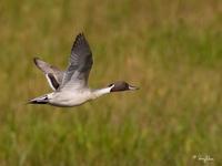 Northern Pintail Anas acuta