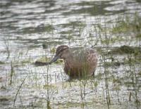 Garganey at Venus Pool (Jim Almond) August 2005