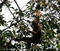 White-handed Gibbon