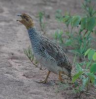 Coqui Francolin p.98