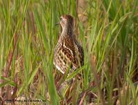 Long-toed Stint Calidris subminuta 종달도요