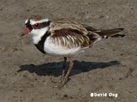 Black-fronted Dotterel