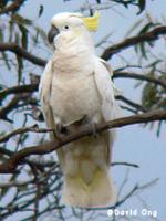 Sulphur-crested Cockatoo