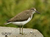 깝짝도요(Tringa hypoleucos)  (Common Sandpiper)