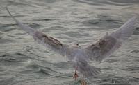 Kumlien's Gull