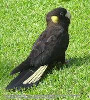 Yellow-tailed Black Cockatoo, Calyptorhynchus funereus, Coolum, Queensland, 17 November 2005. Ph...