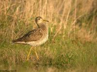 Bartramie des champs (Bartramia longicauda)