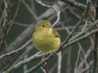 Yellow Warbler (Dendroica petechia)