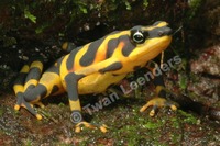 : Atelopus varius; Variable Harlequin Toad