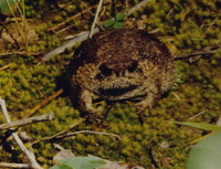 : Breviceps gibbosus; Plain Rain Frog