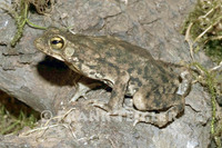 : Bufo granulosus; Granular Toad