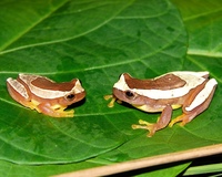 : Dendropsophus elegans; Elegant Forest Treefrog