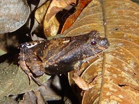 : Edalorhina perezi