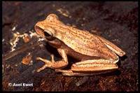 : Hypsiboas guentheri