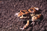 : Leptodactylus troglodytes