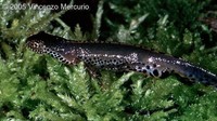 : Mesotriton alpestris alpestris; Alpine Newt