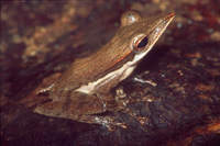 : Polypedates longinasus; Sharp-snout Saddled Tree Frog