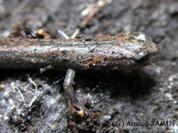 : Pseudoeurycea leprosa