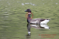 : Branta bernicla; Brant