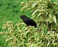 : Crotophaga ani; Anu-preto