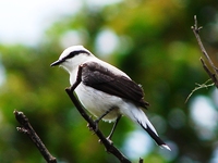 : Fluvicola nengeta; Lavadeira-mascarada