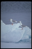 : Larus hyperboreus; Glaucous Gull