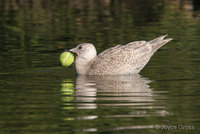 : Larus glaucescens; Glaucous-winged Gull