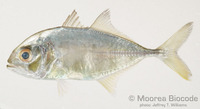 : Caranx sexfasciatus