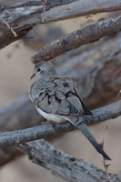 : Oena capensis; Namaqua Dove