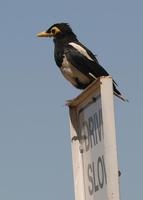 : Pica nuttalli; Yellow-billed Magpie