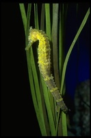 : Hippocampus ingens; Pacific Seahorse