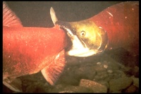 : Oncorhynchus nerka; Sockeye Salmon