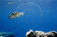 : Thalassoma hardwicke; Hardwicke's Wrasse