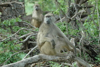 : Papio cynocephalus ursinus; Chacma Baboon