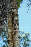 : Rhynchonycteris naso; Longnosed Bats