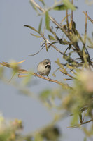 : Sporopipes squamifrons; Scaly Feathered Finch