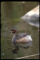 : Tachybaptus novaehollandiae; Australian Dabchick