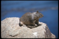 : Spermophilus sp.; Ground Squirrel