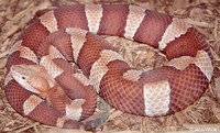 : Agkistrodon contortrix laticinctus; Broad-banded Copperhead