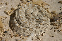 : Crotalus cerastes; Sidewinder