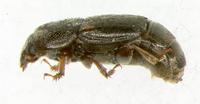 : Carpophilus humeralis