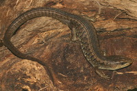 : Elgaria coerulea; Northern Alligator Lizard