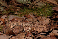 : Porthidium ophryomegas; Slender Hognose Viper