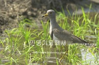 민댕기물떼새 Grey-headed Lapwing