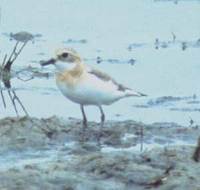 Lesser Sandplover
