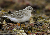 Grey Plover Pluvialis squatarola